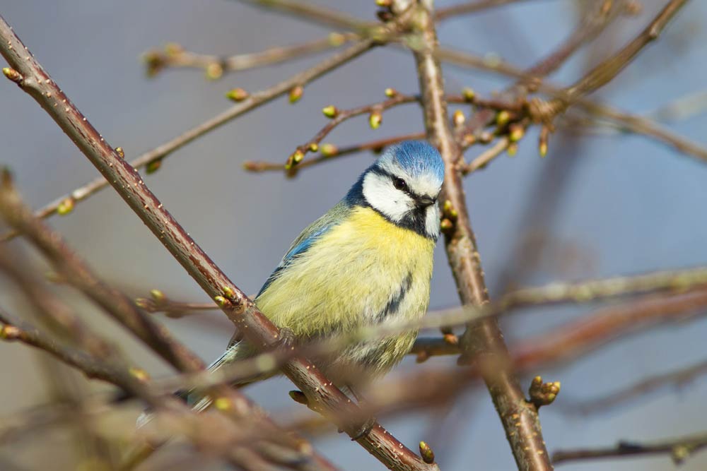 a bird proud to sin in the tree and to show confidence when writing a blog